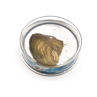 Mystery Pearl Pendant